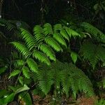 Cyathea surinamensis Хабит