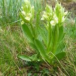 Dactylorhiza sambucina Vivejo