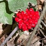 Arisaema triphyllumFrucht