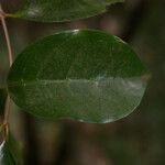 Coffea mauritiana Leaf