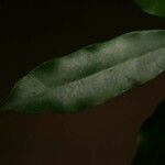 Chrysophyllum argenteum Φύλλο