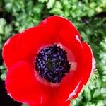 Anemone coronaria Kvet