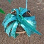 Agave marmorata Fuelha