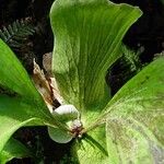 Platycerium stemaria Leaf