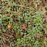 Vaccinium oxycoccos Плод