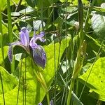 Iris versicolor Habit
