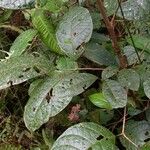 Callichlamys latifolia Hábito