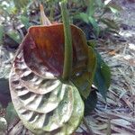 Anthurium andraeanum Flower