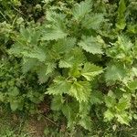 Urtica dioica Blad