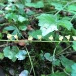 Mitella diphylla Fruto