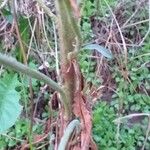 Oenothera × fallax Bark