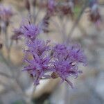 Adenostyles alpina Fula