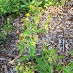 Rubia tinctorum ফুল