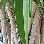 Ficus binnendykii Leaf