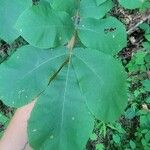 Carya tomentosa Leaf