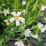 Moehringia ciliata Flower