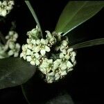 Microtropis japonica Blüte