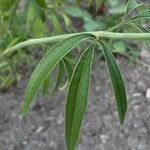 Coreopsis tripteris 叶