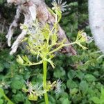 Valeriana sitchensis Květ