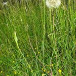 Tragopogon pratensis Хабит