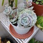 Echeveria lilacina Lapas