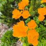 Trollius chinensis പുഷ്പം