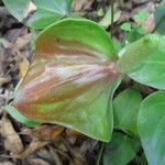 Anthurium andraeanum Leaf