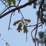 Quercus kelloggii Leaf