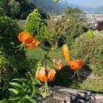 Lilium henryi Flower