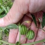 Medicago scutellata Frugt