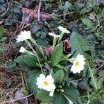 Primula vulgaris Hoja