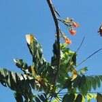 Castanospermum australe Leaf