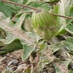 Taraxacum ceratophorum Yaprak