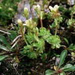 Saxifraga muscoides Libunga