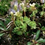 Saxifraga muscoides Habitus