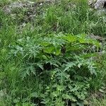 Heracleum mantegazzianum Foglia