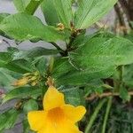 Allamanda schottii Λουλούδι