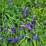 Camassia leichtlinii Hoja