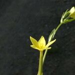 Centaurium maritimum Écorce