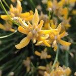 Genista umbellataFlower