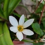 Zephyranthes candida Floare