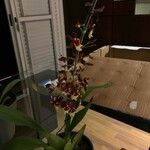 Oncidium altissimumFlower