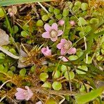 Lysimachia tenella Blüte