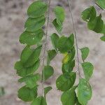 Pterocarpus angolensis Folha