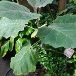 Solanum quitoense List