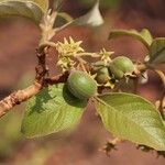 Vangueriopsis lanciflora Meyve