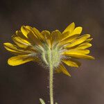 Madia elegans Flower