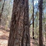 Allocasuarina torulosa Schors