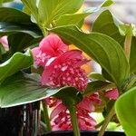 Medinilla magnifica List