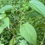Boehmeria cylindrica Листок